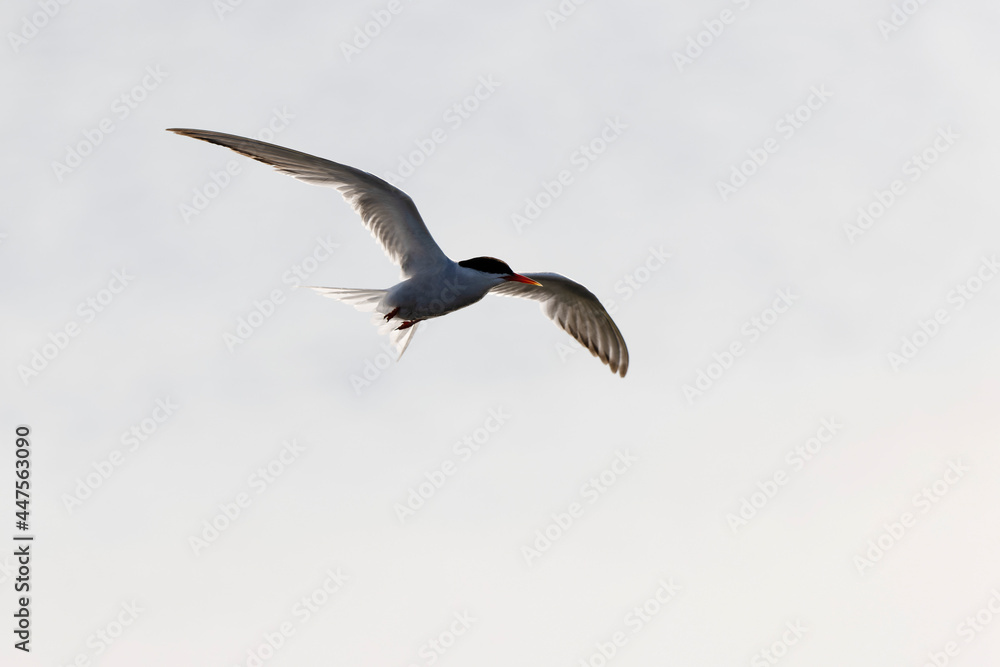 Common Tern Sterna hirundo in a typical coastal habitat
Common Tern Sterna hirundo in a typical coastal habitat