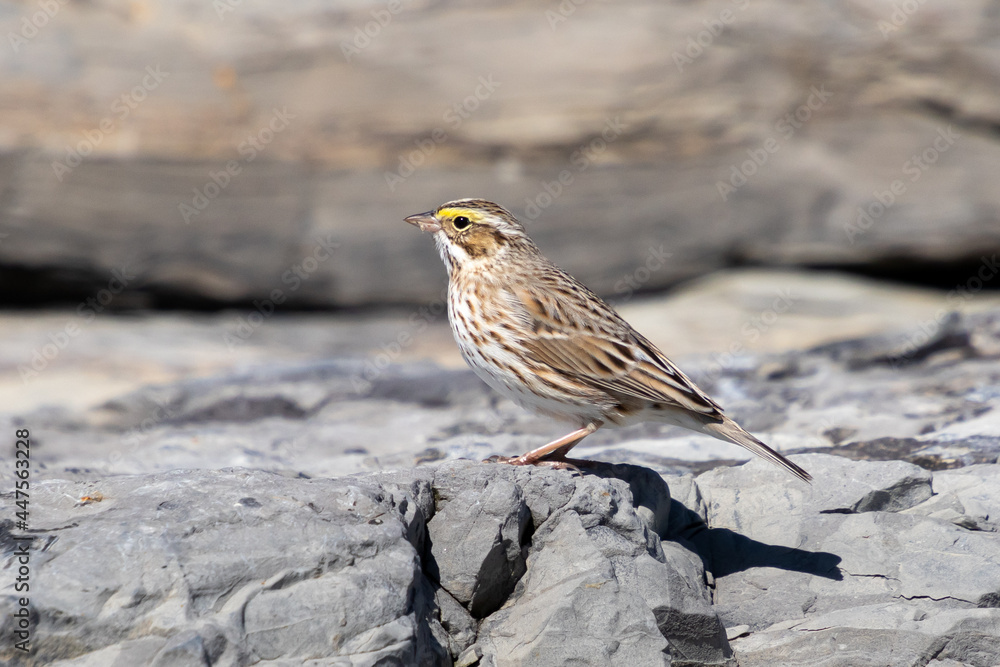 A Savannah sparrow (Passerculus sandwichensis) sits on rocks at Barnegat Lighthouse State Park, New Jersey, USA A Savannah sparrow (Passerculus sandwichensis) sits on rocks at Barnegat Lighthouse State Park, New Jersey, USA