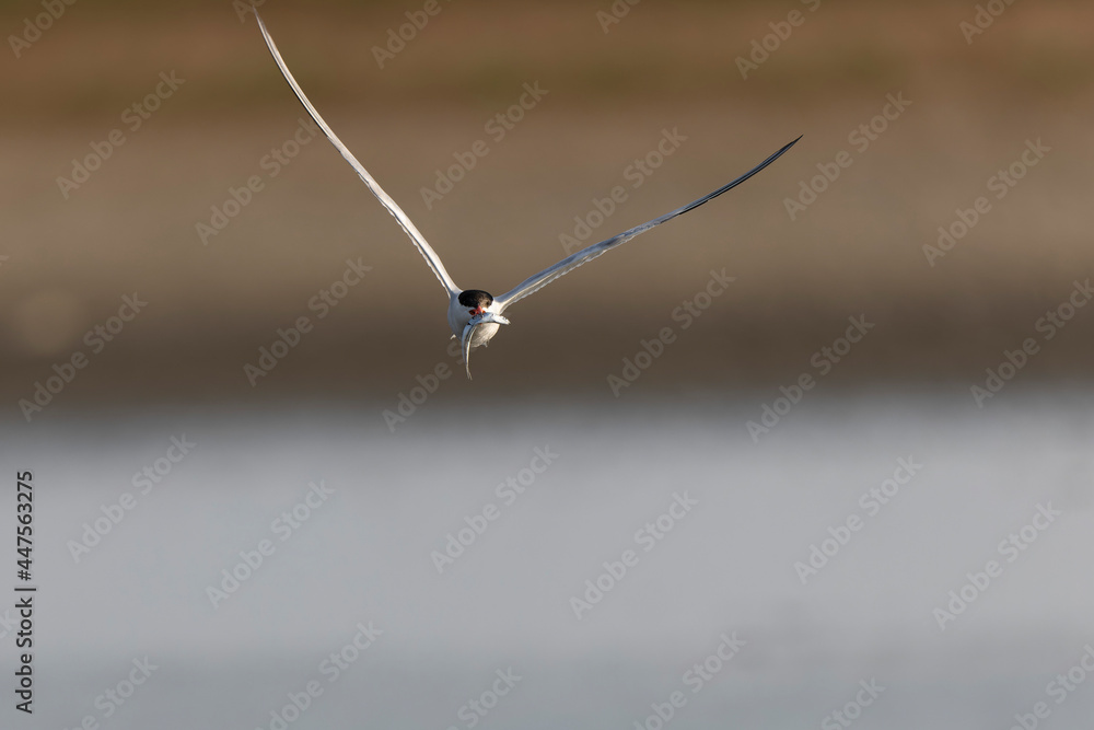 Common Tern Sterna hirundo in a typical coastal habitat
Common Tern Sterna hirundo in a typical coastal habitat