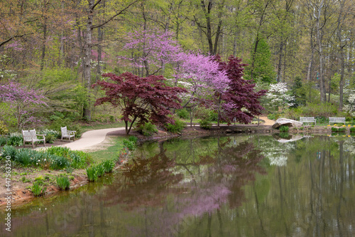 Colorful trees blooming in spring next to a small pond at Edith J. Carrier Arboretum, James Madison University, Virginia, USA photo