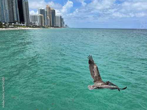 Pelican Flying Over the Ocean