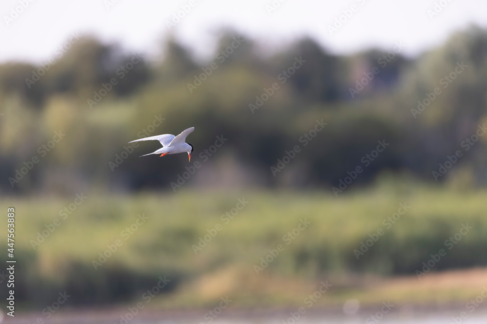 Fototapeta premium Common Tern Sterna hirundo in a typical coastal habitat