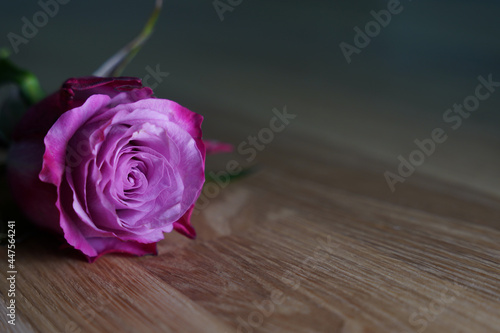 pink rose on a oak top