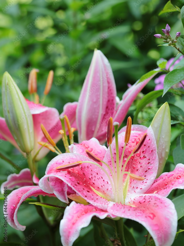 Closeup of pink Tiger Lily