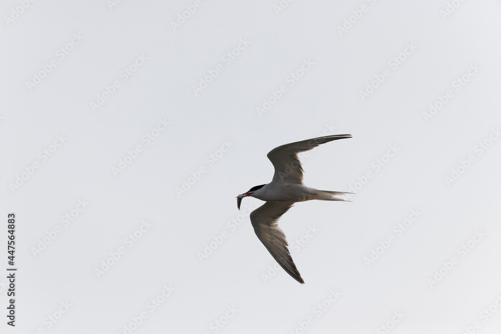 Common Tern Sterna hirundo in a typical coastal habitat Common Tern Sterna hirundo in a typical coastal habitat