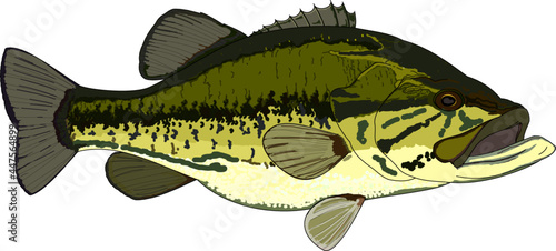 Full Color Largemouth Bass Vector