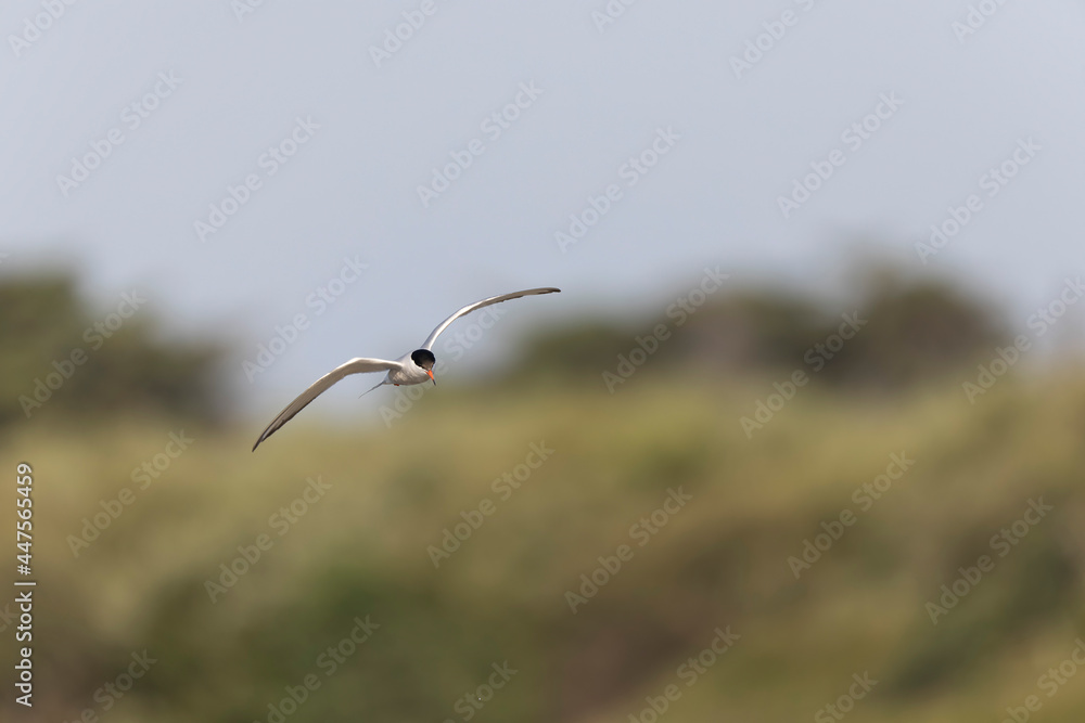 Common Tern Sterna hirundo in a typical coastal habitat Common Tern Sterna hirundo in a typical coastal habitat