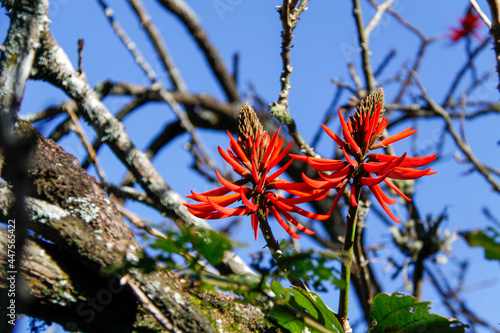 Erythrina Speciosa is a flower native to Brazil, also known as mulungu-do-littoral, with a red candelabra inflorescence. Flowers among branches with blurred background and blue sky. photo