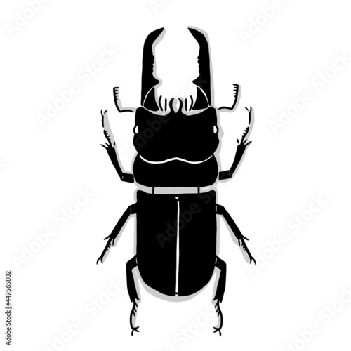 Japanese beetle illustration. Hand drawn sketch. Japanese insects and bug collection. Vector illustration of Japanese icon. Graphic design elements. Isolated objects. 