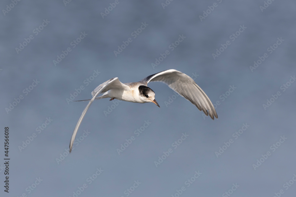 Obraz premium Common Tern Sterna hirundo in a typical coastal habitat