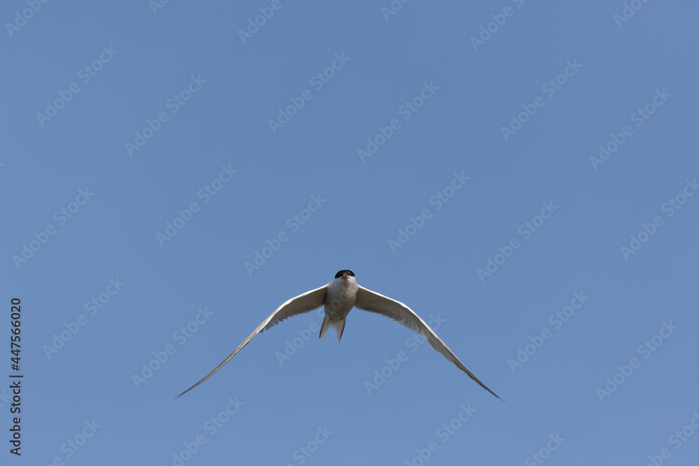 Common Tern Sterna hirundo in a typical coastal habitat Common Tern Sterna hirundo in a typical coastal habitat