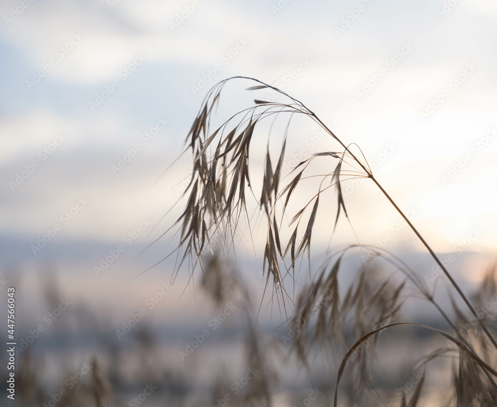 Obraz premium reed on the background of the sky at sunset