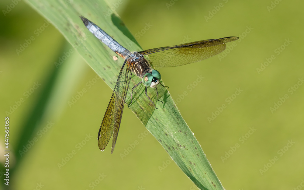 blue dragon fly has landed on a leaf nearby blue dragon fly has landed on a leaf nearby