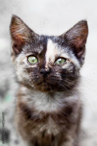 Black kitten with a strip on its forehead looks into the camera, selective focus. Lovely pets