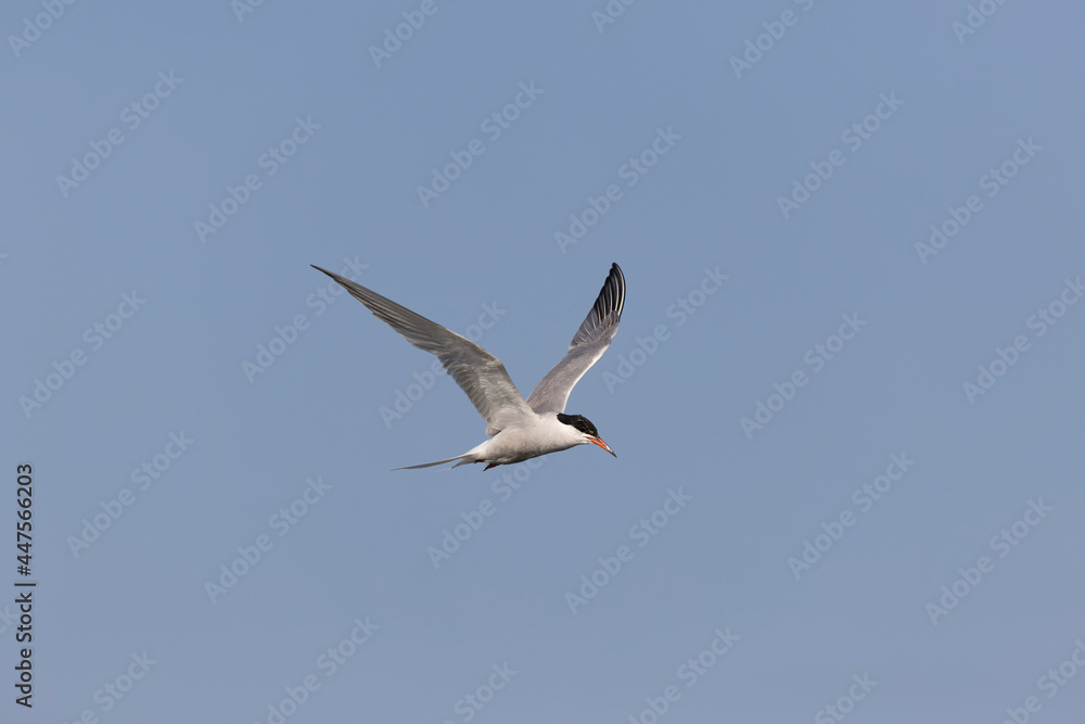 Common Tern Sterna hirundo in a typical coastal habitat