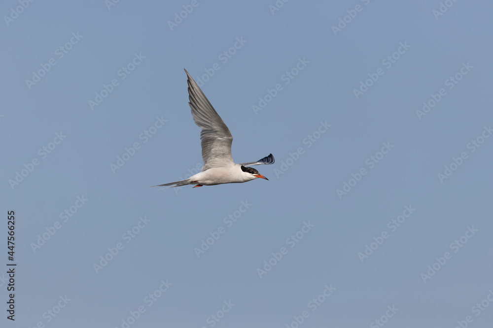 Common Tern Sterna hirundo in a typical coastal habitat