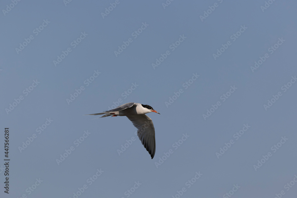 Common Tern Sterna hirundo in a typical coastal habitat Common Tern Sterna hirundo in a typical coastal habitat