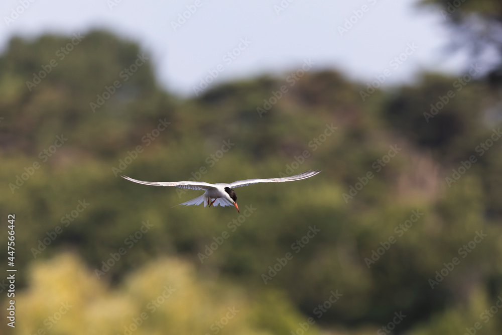 Common Tern Sterna hirundo in a typical coastal habitat Common Tern Sterna hirundo in a typical coastal habitat