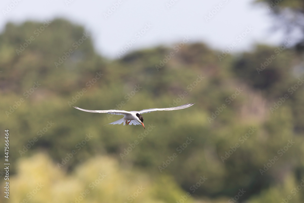 Common Tern Sterna hirundo in a typical coastal habitat Common Tern Sterna hirundo in a typical coastal habitat