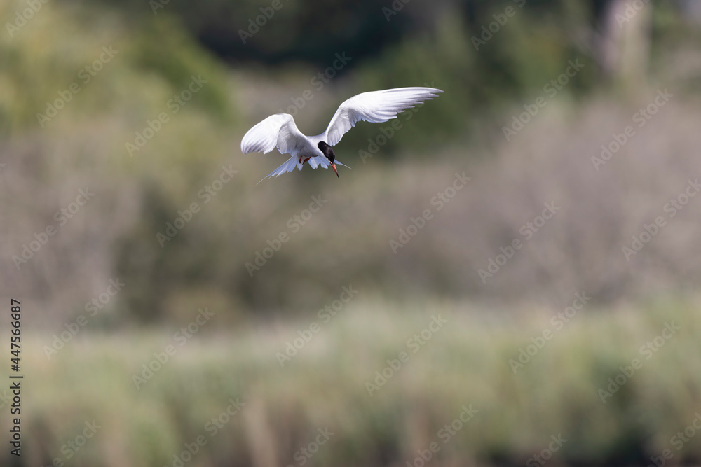 Common Tern Sterna hirundo in a typical coastal habitat Common Tern Sterna hirundo in a typical coastal habitat