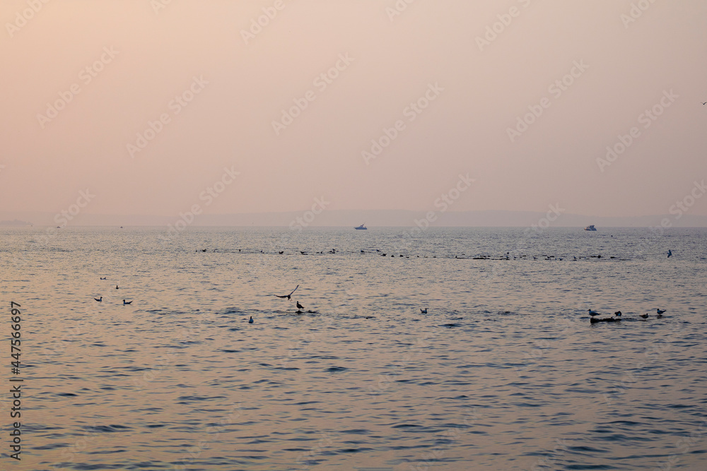 Film grain effect. Seagulls on the water and evening sunset.