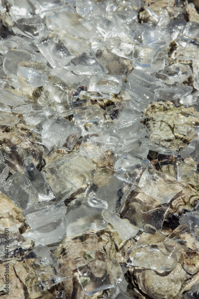 Oysters on ice Oysters on ice
