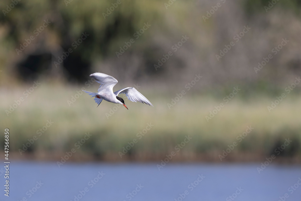 Fototapeta premium Common Tern Sterna hirundo in a typical coastal habitat