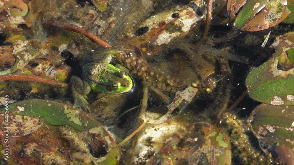 Close up shot of wild frog relaxing on water surface during sunny day in pond. Close up shot of wild frog relaxing on water surface during sunny day in pond.