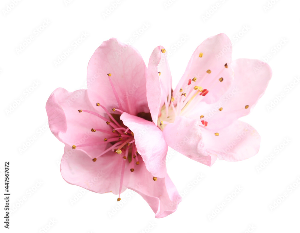 Naklejka premium Beautiful sakura tree flowers on white background