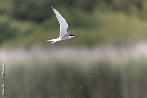 Common Tern Sterna hirundo in a typical coastal habitat © denis