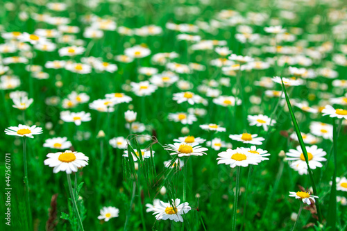 Chamomile and green grass . Wild flowers with white petals