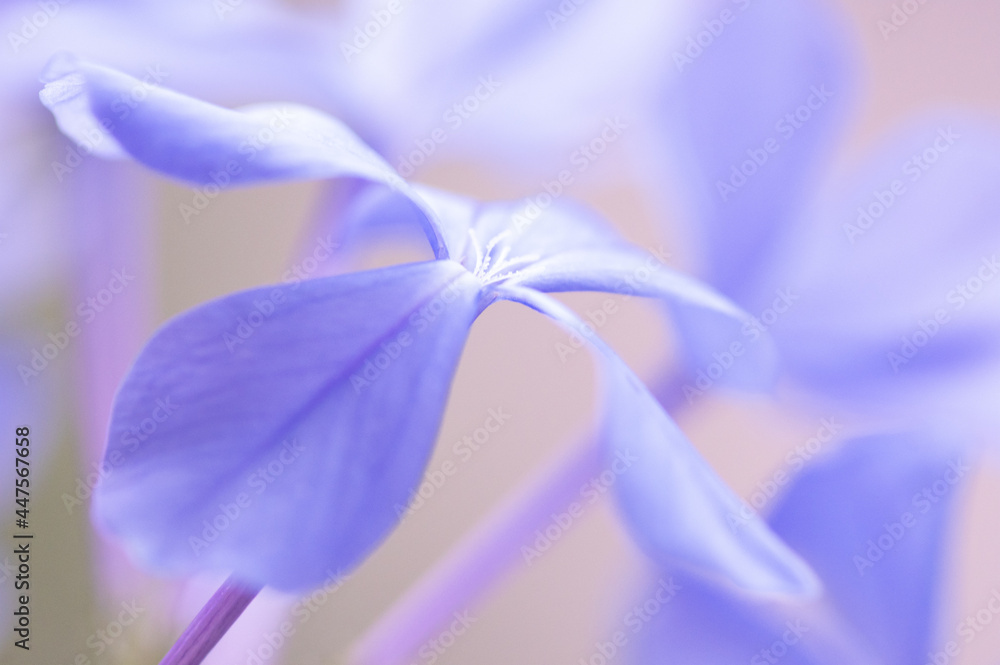 ベランダガーデニングのルリマツリ。5月から10月ごろまで爽やかなブルーと白の花を繰り返し楽しめる。別名プルンバゴとも呼ばれる。ルリマツリの花言葉は「いつも明るい」「同情」「密かな情熱」 ベランダガーデニングのルリマツリ。5月から10月ごろまで爽やかなブルーと白の花を繰り返し楽しめる。別名プルンバゴとも呼ばれる。ルリマツリの花言葉は「いつも明るい」「同情」「密かな情熱」