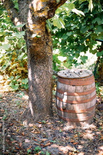 A wooden wine barrel  tied with iron hoops near a tree in the garden. Rustic original style  decor and landscape design of the site.