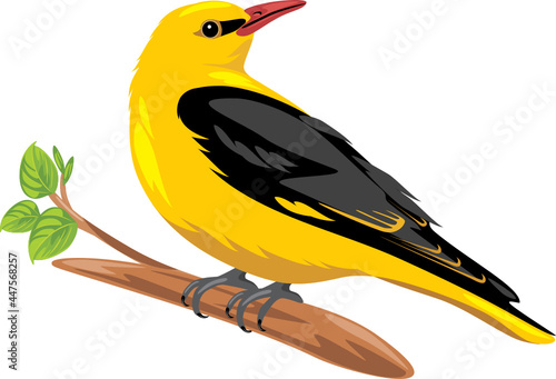 Oriole sits on a branch