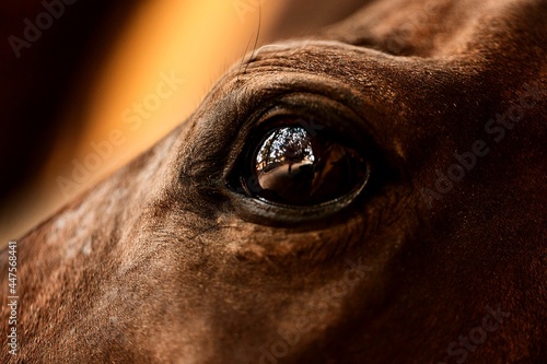 Olho de cavalo refletindo o ambiente.  photo