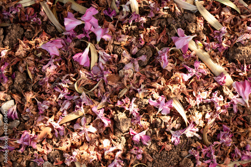 Fallen trampled oleander flowers on the ground