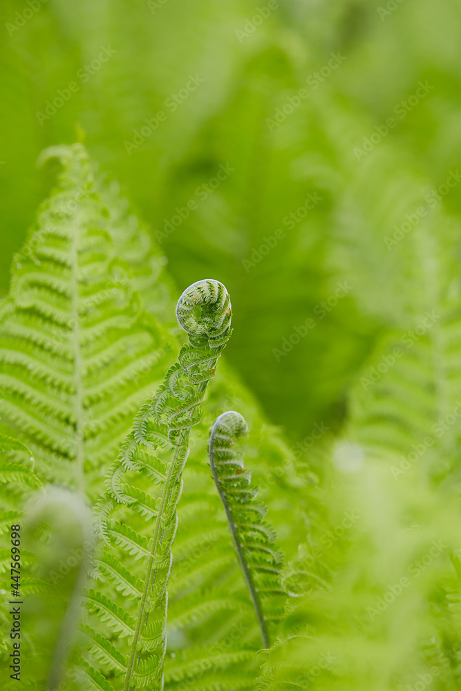 fern leaves close up, spring plant close up