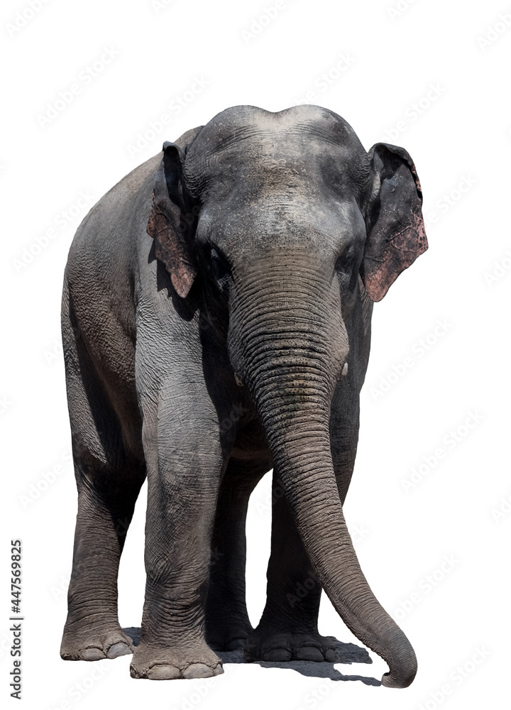 Obraz premium Portrait of a beautiful elephant and copy space. Elephant on a white background. Elephant isolate. Asian elephant