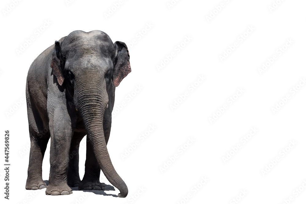 Obraz premium Portrait of a beautiful elephant and copy space. Elephant on a white background. Elephant isolate. Asian elephant