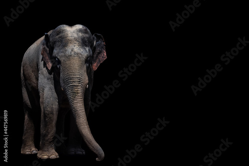 Portrait of a beautiful elephant and copy space. Elephant on a black background. Elephant isolate. Asian elephant