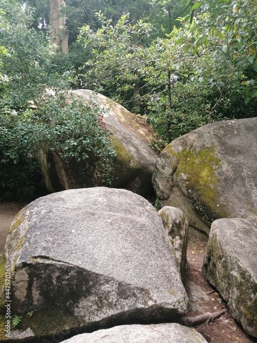 rocks in the forest