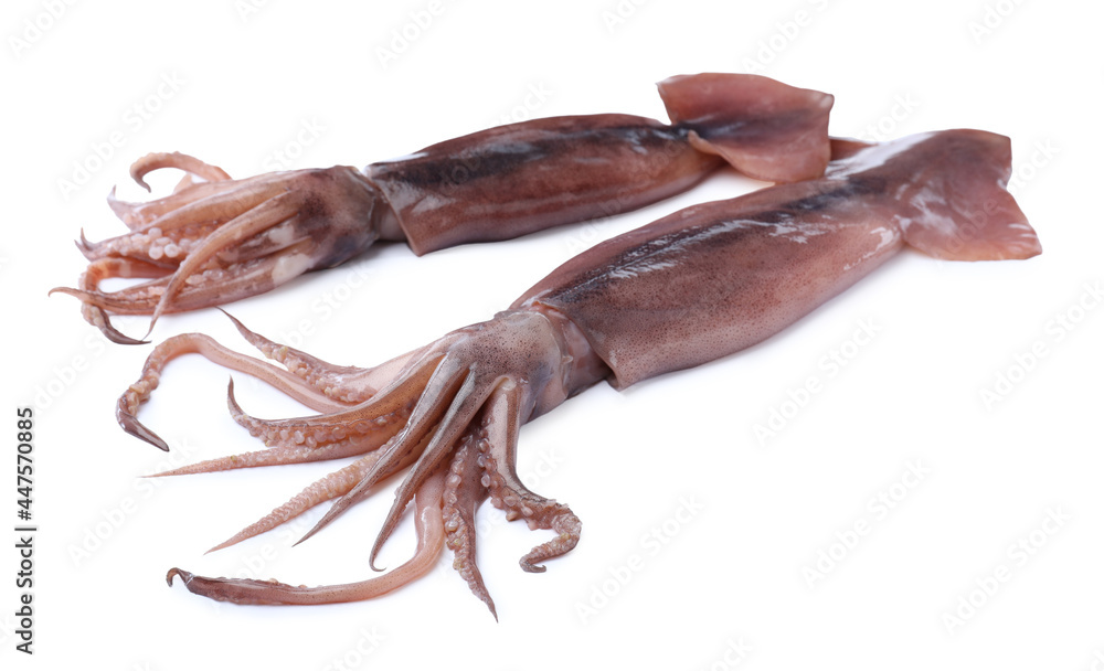 Raw squids isolated on white. Fresh seafood