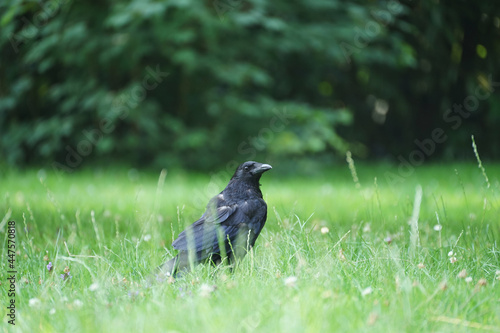 Close-up of a raven