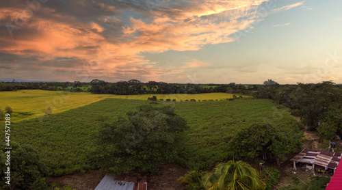 Canvastavla colombian landscape in the plains of granada meta, cultivation of corn and rice,