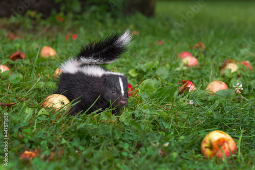 Striped Skunk (Mephitis mephitis) Kit Alone in Grass Tail Up Apples Summer