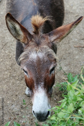 portrait of a donkey © Federica Ravettino