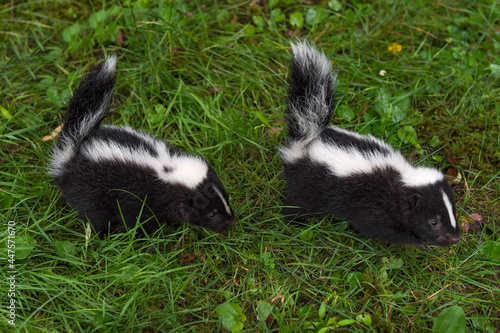 Striped Skunk (Mephitis mephitis) Kits Walk Along in Grass Tails Up Summer