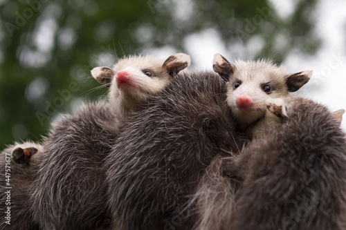 Two Virginia Opossum Joeys (Didelphis virginiana) Look Out Over Backs of Siblings Summer