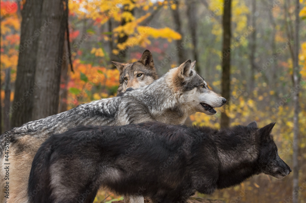 Three Grey Wolves (Canis lupus) Look Right Autumn Three Grey Wolves (Canis lupus) Look Right Autumn