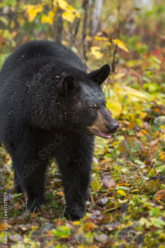 Black Bear (Ursus americanus) Looks Right While Stepping Forward Through Leaves Autumn